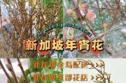 《寸寸金花期，投资多久才能有回报？》（探寻寸寸金花期的投资策略和风险控制）