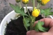 火龙果繁殖全攻略（了解火龙果的繁殖方法和注意事项，让你轻松栽培！）