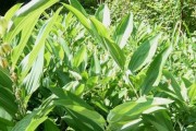 红菜苔是否冬天易冻死？（了解红菜苔的耐寒能力及冬季保护方法）
