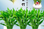 富贵竹的浇水方法（如何让富贵竹茁壮成长？-）