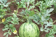 如何种植西瓜种子（从选种到收获，掌握关键技巧轻松种出好瓜）