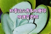 探访以唐印（以唐印）