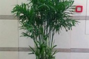 散尾竹之分竹技巧（掌握散尾竹分竹的关键要点）