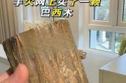 巴西木水培叶子发黄烂掉了怎么办？（水培巴西木叶子变黄的原因及有效救援方法）