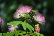 合欢花——四季常开的缤纷花海（合欢花开花时间、开花次数及观赏价值）