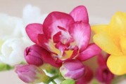小苍兰的耐寒能力（探究小苍兰的低温适应能力）