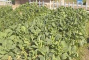 春菜种植指南（时间、方法、技巧全解析）
