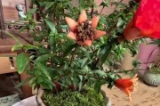 室内养石榴花可行性分析（石榴花有毒吗？如何在室内养护？室内养石榴花需要注意哪些问题？）