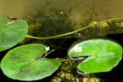 浮萍的开花之谜（探寻浮萍开花的神秘面纱，解析花色花形，带你了解浮萍的神奇之处）