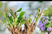 无尽夏的奇妙花期（探秘无尽夏的开花时间和花期长度）