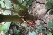 无花果根系的发达程度（揭开无花果根系的奥秘，探寻其独特的生长方式）