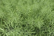 油菜的生长条件与特性探析（生长环境、品种特征、经济价值与种植技巧）