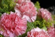 康乃馨夏季养护全攻略（以“水”为灵魂，做好7个小技巧，让康乃馨迎接炎炎夏日）