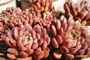 打造红宝石多肉老桩造型的秘籍（从营养、剪枝到拼接，让你的多肉成为艺术品）