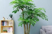 幸福树浇水技巧解析（掌握浇水方法，让幸福树长势更旺盛）