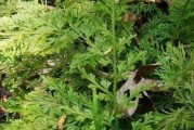 了解还魂草，探秘神奇植物（起死回生的神奇力量与常见用途）