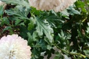 《菊花花败后的处理方法》（保存菊花花败后的美丽和香气，让其继续散发光彩）