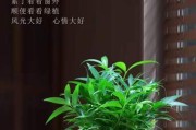 水竹——室内净化空气的好帮手（探究水竹的吸甲醛作用及其他神奇效果）