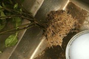 怎么处理干枯的桂花树叶子和枝叶？（如何挽救干枯的桂花树，避免花骨朵大减？）