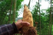 毛竹耐寒能力解析（探究毛竹在冬季的耐寒性及其关键因素）