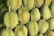 榴莲的生长环境条件及特点（热带水果之王的生存奥秘）