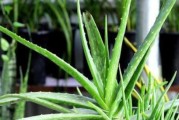 芦荟种植（不同方式的优劣分析与种植技巧）