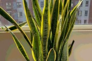 怎样科学浇水虎尾兰（虎尾兰的生长需要注意哪些问题？如何在浇水上避免误区？）
