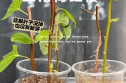 以三角梅插枝繁殖，快速扩大花园的方法（简单易行的三角梅插枝繁殖技巧，让你的花园蓬勃生长）