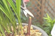 兰花长新芽却迎来死老，你知道其中的关键原因吗？（揭秘兰花长新芽死老的奥秘，悉数解析为你）
