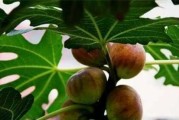 阳台种植无花果的时间和方法
