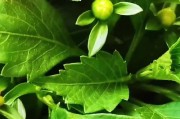 小丽花叶子黄了怎么补救？（黄叶问题的解决方法及关键要点）