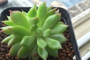 多肉叶子发软下垂，如何救活？（原因分析与实用方法，科学养护多肉植物）