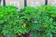 鸭脚木的喜阳喜阴特点探究