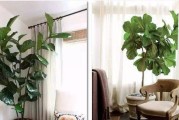 刚装修适合放什么植物？（打造清新生态的室内环境）
