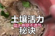 植物怎样松土才能促进生长？（了解植物生长需求，科学施用土壤松土剂。）