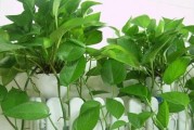 绿萝品种推荐（探究好看易养的品种，让你的家更美好）