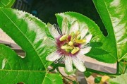 百香果的花开之美（探秘百香果的开花奥秘）