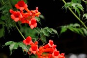 凌霄花的花期与开花次数（一年开几次花？花期月份及时间是什么？）