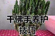 佛手养护的技巧与方法（摘下佛手后，如何正确养护，让其保持鲜艳？）