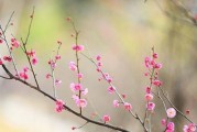 寻找梅花的乐趣（探寻梅花生长的奥秘与美妙）