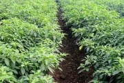 辣椒种植时间和收获时间详解（决定收获好坏的关键时间节点，从种植到收成全解析）