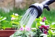 空调的水能否用于浇花？（浇花时需要注意些什么？）