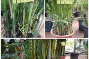 如何成功栽培散尾葵新芽（掌握关键技巧，轻松种植美丽的散尾葵）