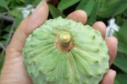释迦果成熟季节与养生之道