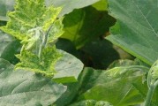 葫芦病虫害防治技术与方法措施（探究葫芦种植中的病虫害防治策略）