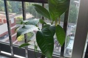 芒果水培与土培（从产量、质量、环保角度分析，哪种种植方式更优？）