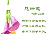 马蹄莲的花语与寓意（品读这朵花的真正含义）