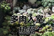 多肉怎样保暖过冬（冬季多肉植物保暖妙招大揭秘）