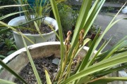 兰草花（探究兰草花的养护之道）