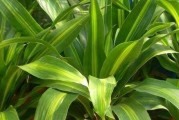 也门铁的浇水周期（掌握浇水技巧，打造健康的铁树）